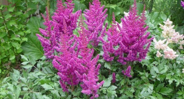 Popis rozmanitosti čínských vizí astilby v červené barvě, kultivace a rozmnožování